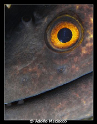 Moray Close -up by Adolfo Maciocco 